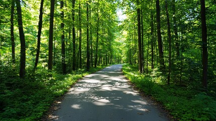 Obraz premium Serene black and white forest with tall trees and winding path, line art, empty coloring book page, high-quality, nature, exploration::1 sunlight filtering through branches, peaceful ambiance,