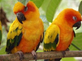  The parrot has a predominantly green body with yellow wings and a bright orange head. Its beak is dark grey, and its eyes are black. The parrot is looking to the side with a curious expression.