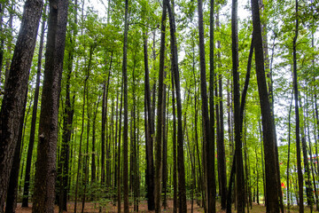 Fototapeta premium Solomons, Maryland, USA A green forest of maple trees in the summer.