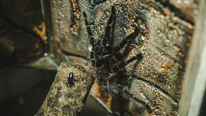 Close up of Black tarantula, concept of spider, hairy leg, poisonous and venomous wildlife, Pet, creepy and danger, furry, horror and venom, halloween, tarantula spider.
