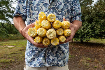 Broomes Island, Maryland USA A man holds 15 ears of shucked corn ready to be cooked.