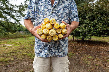 Broomes Island, Maryland USA A man holds 15 ears of shucked corn ready to be cooked.