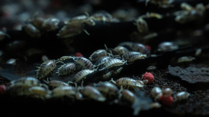 A close up of a group of isopod or woodlouse, concept of insect, crustacean and bug, biodiversity and wildlife ecology, ancient creature.