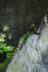 A photo of Chinese water dragon or green lizard, in Malaysia, concept of lizard and reptile, fauna...