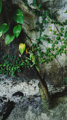 A photo of Chinese water dragon or green lizard, in Malaysia, concept of lizard and reptile, fauna...