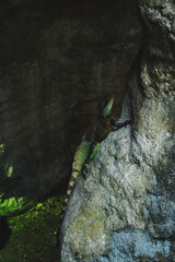 A photo of Chinese water dragon or green lizard, in Malaysia, concept of lizard and reptile, fauna...