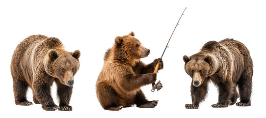 Set of brown bears fishing, isolated on transparent background. PNG element.