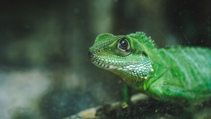 A photo of Chinese water dragon or green lizard, in Malaysia, concept of lizard and reptile, fauna in tropical rainforest, discovery of species, reptilian creature, ecosystem.