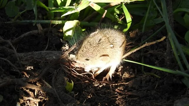Algerian Mouse (Mus spretus)