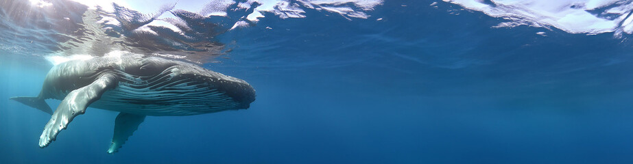 A whale under the surface as panorama, border or banner