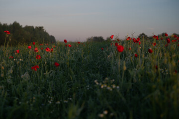 Zur goldenen Morgenstunde im Mohnblumenfeld