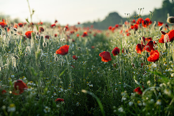 Zur goldenen Morgenstunde im Mohnblumenfeld