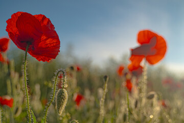 Zur goldenen Morgenstunde im Mohnblumenfeld