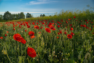 Zur goldenen Morgenstunde im Mohnblumenfeld