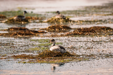 Crested ducks are nesting among vibrant aquatic vegetation in the Quebrada de Quepiaco River Wetlands, a serene habitat rich in biodiversity in Chile?s altiplano near San Pedro de Atacama