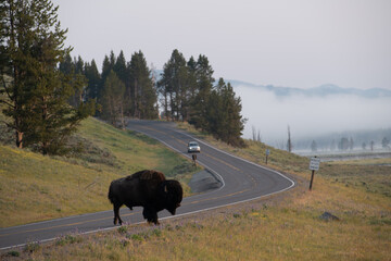 Bison on the road Yellowstone National Park