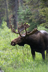 Bull Moose 5