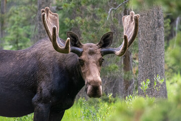 Bull Moose