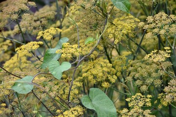 garden dill and morning glory leaves background texture