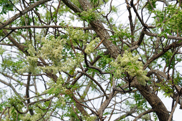 Siamese neem tree has feathery compound leaves. The leaves are smooth, shiny green. The flowers appear in clusters at the ends of the branches while the young leaves are soft white.