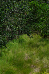 High vertical view with shiny green wavy grass in front foreground towards bright green mangrove trees. Bright sunshine at nature park trail with no people. Room for copy. Copy space.
