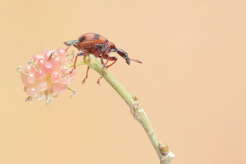 A giraffe weevil is looking for food in mulberry fruit. This insect has the scientific name...
