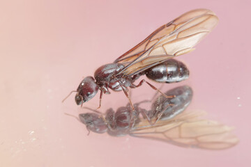 The beauty of the reflection of a red queen ant in the mirror.