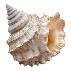 Obraz premium Spiral seashell in natural light isolated transparent