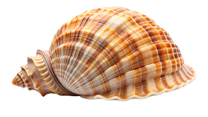 Obraz premium A beautifully striped seashell in warm tones of orange, cream, and brown. Its ribbed texture and spiral form give it an organic, natural appeal, against on a transparent background