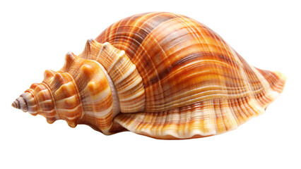 Obraz premium A detailed conch shell with rich brown and golden hues, against on a transparent background. The shell spirals gracefully, showcasing intricate ridges and texture in its design