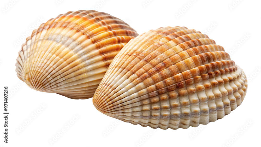 Poster two rounded seashells with creamy yellow and orange tones, against on a transparent background. the 