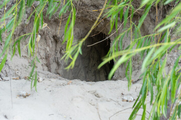 Hidden empty hole in sand ground. Burrow of rodent in coastline close-up. Animals in the wild diging pit for habitation. Den and animal nest.