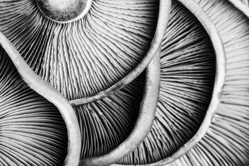 textured background of mushrooms purple lepista close-up top view black and white photo