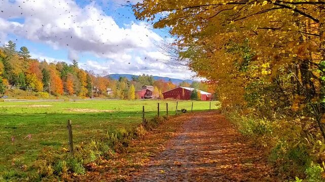 Vibrant falling autumn leaves on a country road with red wooden barn near Stowe, Vermont, USA