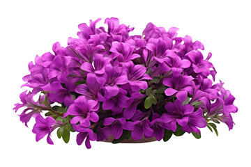 PNG Flower purple petal lilac.