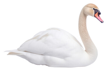 PNG Swan swan animal white.