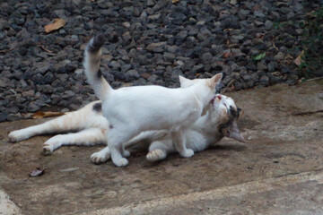 Mother and Baby Cat Love Warm Hug