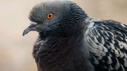 close up of a pigeon