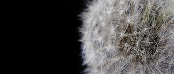 White dandelion on a black background. Photo. Aspect ratio 21 to 9. Copy space. Macro
