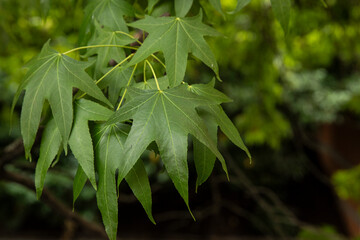 close up of a bunch of Sweetgum leaves. Looks like a maple tree. 