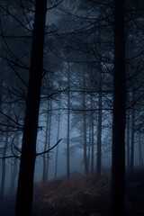 Foggy woods at dusk