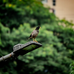 bird on a branch