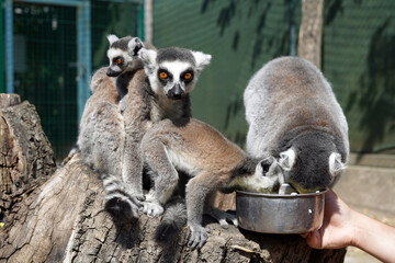 A group of lemurs feeding from a bowl.