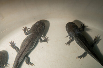 Ajolotes