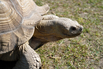 Obraz premium Close-up photo of a large land turtle. Her long head is captured in the photo.