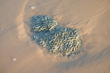Heart shaped coral on the beach, closeup of photo with shallow depth of field