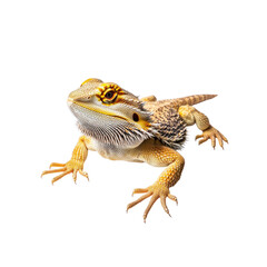 Obraz premium Close-up of a Bearded Dragon Lizard on White Background
