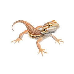 Naklejka premium Bearded Dragon Lizard with Striped Pattern on White Background
