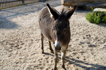 Donkey standing in an outdoor paddock.