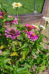 Zinnia flower. Flowerbed in the garden. Pink bud